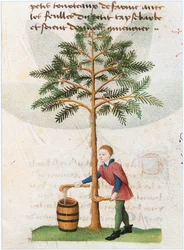 Le Livre des simples medecines - översättning till franska av Matthaeus Platearius latinska manuskript från 1100-talet (pergament)