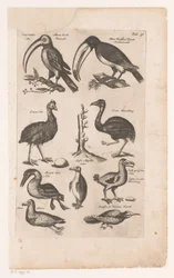Toekans och andra vogels Fåglarnas naturhistoria, bok 6 J. Jonston (serietitel)