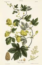 Hop Vine, från 