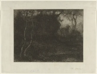 Skog med unge