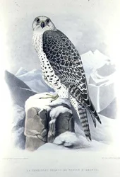 Isländsk falk, från 