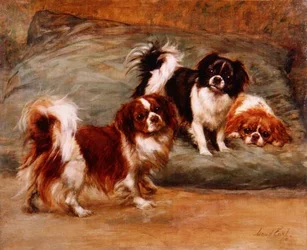 Tre King Charles Spaniels på en kudde