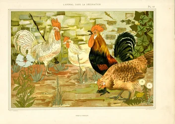 Naturalistisk avbildning av kycklingar och tuppar (lito)