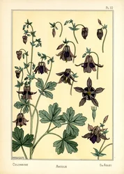 The Columbine (färg litho)