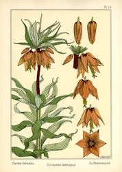 The Crown Imperial (färg litho)