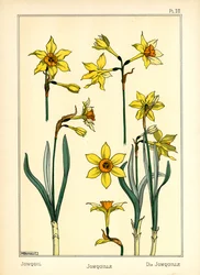 The Jonquil (färg litho)