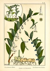Salomons sigill (färg litho)