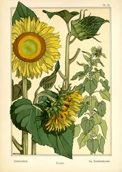 Solrosen (färg litho)