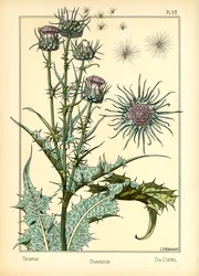 The Thistle (färg litho)