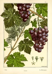 The Vine (färg litho)