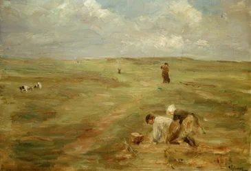 Potatisgrävare i sanddynerna i Zandvoort