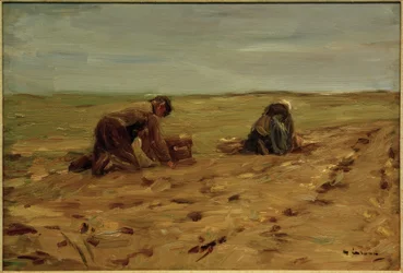 Potatisskörd i sanddynerna