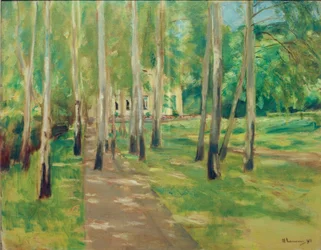 Wannsee trädgård med björk allé