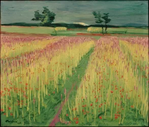 Blommande kornfält