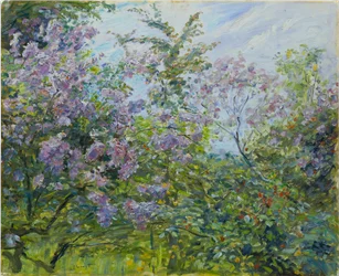 Blommande syren
