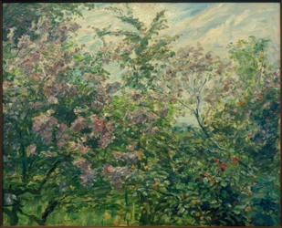 Blommande lila
