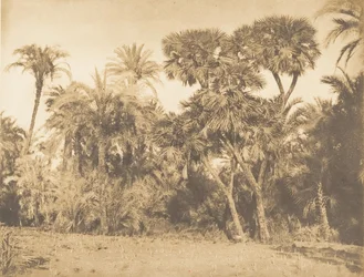 Trä av dadelpalmer och doumer, i Hamarneh, 1849-50.