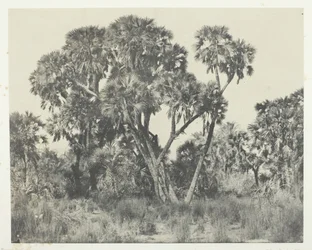 Palmer Doums, Upper Egypt, 184951, tryckt 1852.