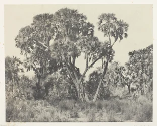 Doum palmer, övre Egypten