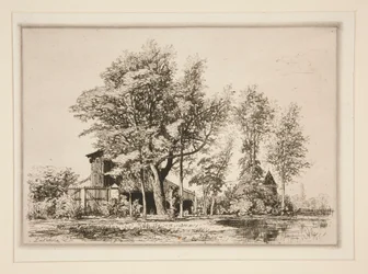 Acacia träd