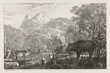 Vildsvin, vildkatt och lodjur