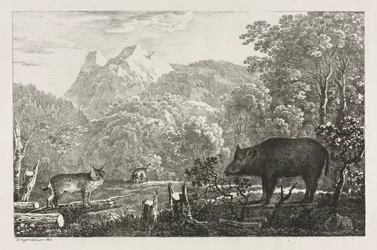Vildsvin, vildkatt och lodjur, 1807.