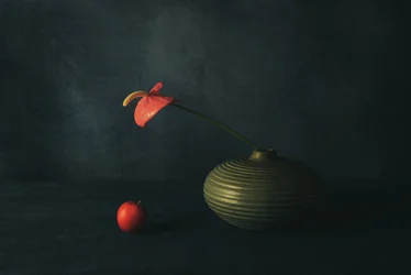 Stilleben med röd anthurium