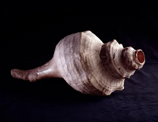 Förcolumbiansk konst, mayacivilisationen, klassisk period: havssnäcka använd som musikinstrument (trumpet). Från Uaxactún, Guatemala. Mått 19,2 x 41,5 cm. Guatemala, Nationella museet för arkeologi och etnologi