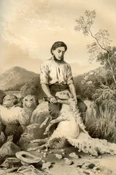 Fårklippning, 1879