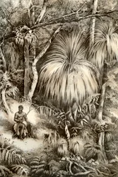 Tasmanska skogsscen, 1879
