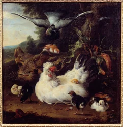 En höna och hennes kycklingar Målning av Melchior Hondecoeter (1636-1695) 1600-talets Caen, Museum of Fine Arts