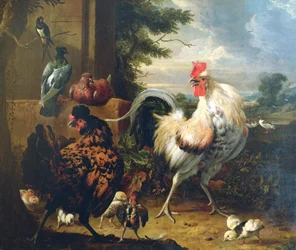 Höns på gården