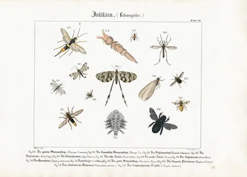 Olika insekter med fokus på Hymenoptera och Diptera