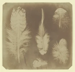 Kycklingfjädrar, ca. 1840.