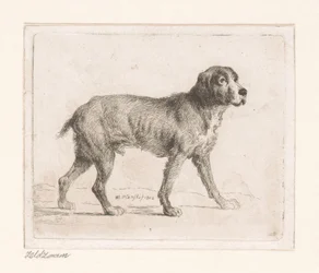 Hund