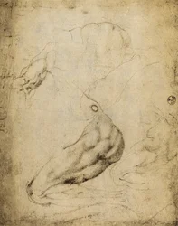 Anatomisk studie: teckning av Michelangelo bevarad i Room of Drawings and Prints, Uffizi Gallery, Florens.