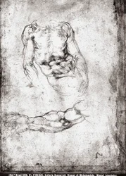 Studie av en manlig torso och arm