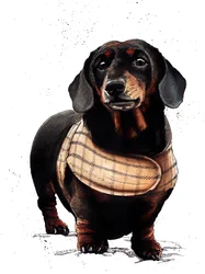 Arthur taxen på vitt, 2019