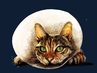 Bli frisk katt på midnattsblått, 2020