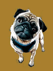 Teddy The Pug on Golden Yellow, 2020