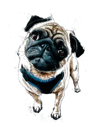 Teddy The Pug on White, 2019
