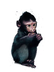 The Baby Makaque on White, 2020
