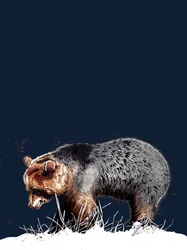 Björnen på midnattsblå, 2020