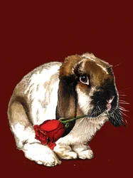 The Love Bunny på Red Oxide, 2020