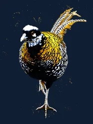 The Reeves Pheasant on Midnight Blue, 2020