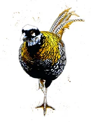 The Reeves Pheasant on White, 2019