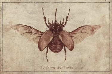 Eupatorus gracilicornis – kopia