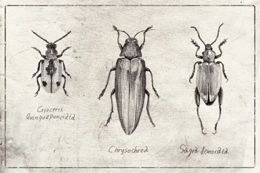 Insektssymfoni