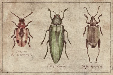 Trio med vintage-insekter inom taxonomin