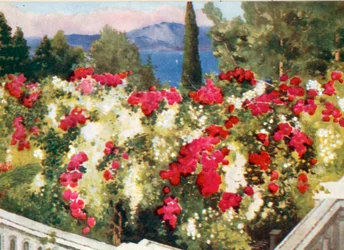 Rosens pergola, Achilleion, Korfu